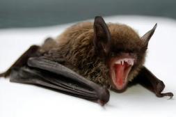 Crece riesgo de rabia y preocupación  en los complejos de viviendas locales