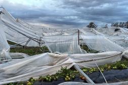 El temporal dejó pérdidas millonarias estimadas en más de US$ 60 millones en zona productiva y panorama desolador 