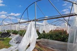 Salto necesita respuestas para todos sus productores: de Brum reclamó la Emergencia Agropecuaria para el Departamento