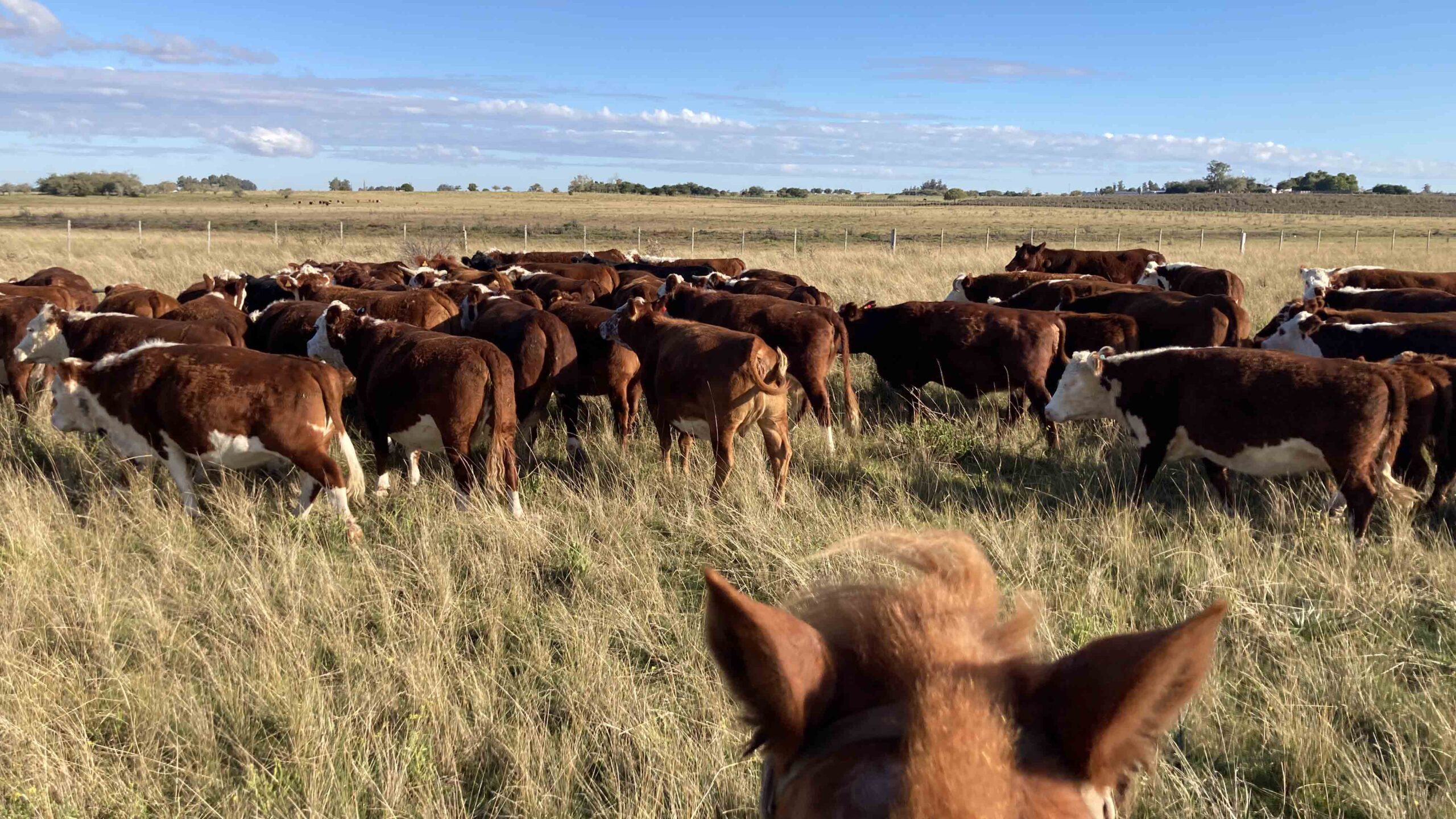El mercado de haciendas ajustó a la baja, con entradas más largas