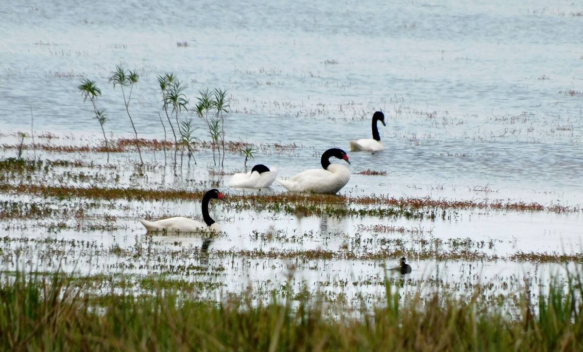 Uruguay confirma gripe aviar y se llama a extremar medidas de bioseguridad