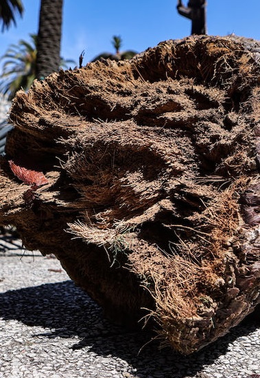 Latidos: Plaga que avanza, Brou Recompensa y más...
