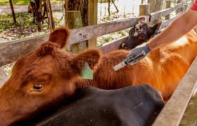 Del 16 de marzo al 16 de abril será el período de vacunación contra la aftosa