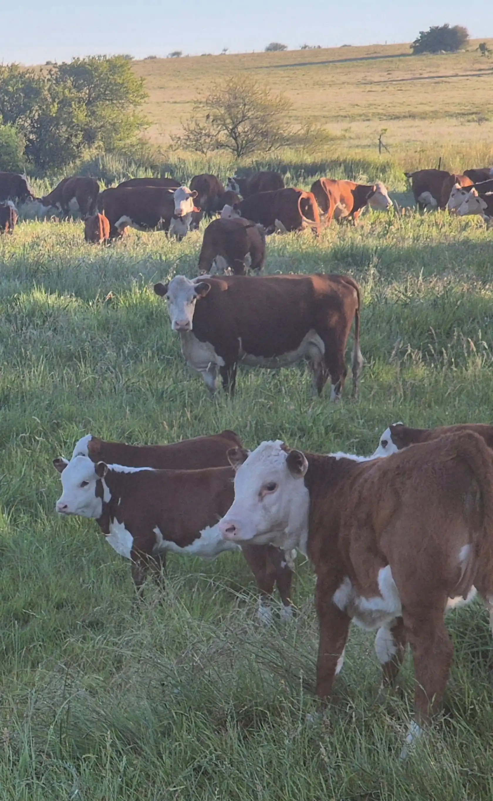 Continúa subiendo el ganado  y sube la soja