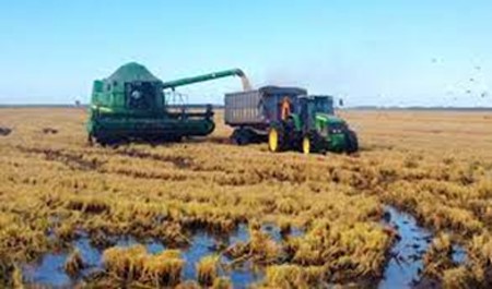 Arrancó la cosecha de arroz en el norte: rindes similares al año pasado y fuerte preocupación por los precios