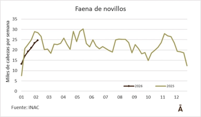 La faena de vacunos fue la mayor en 11 semanas
