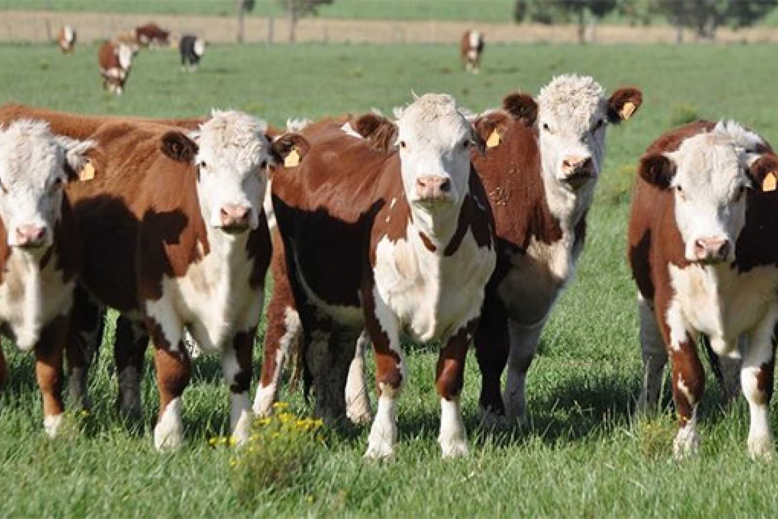 Novillo Mercosur:  Valor medio ya acumula suba del 5 % en lo que va del año