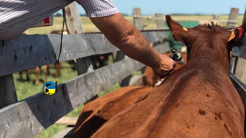 La planilla de control sanitario es clave para retirar la vacuna contra la aftosa