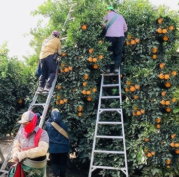 Acuerdo clave destraba  el conflicto y se reanuda  la cosecha de naranjas