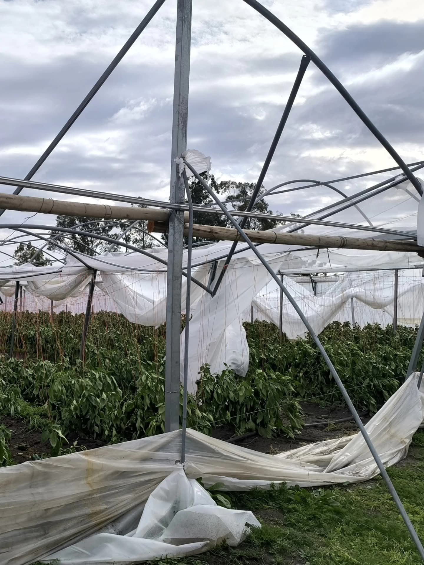 El Gobierno actúa de urgencia tras el desvastador temporal y despliega plan de contención para productores