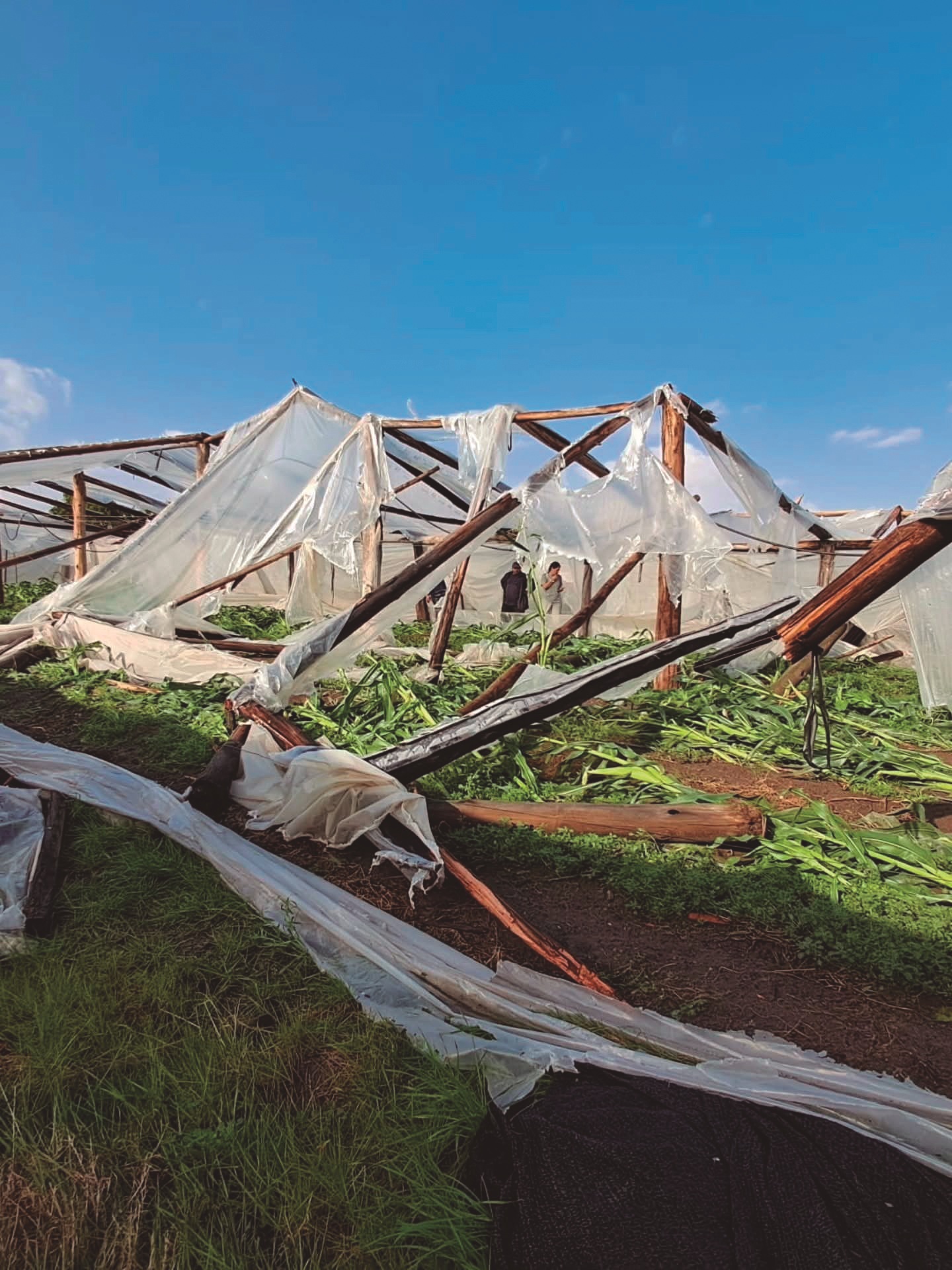 Fuerte turbonada destruyó  la producción granjera en  Salto y el sector exige auxilio  urgente al gobierno