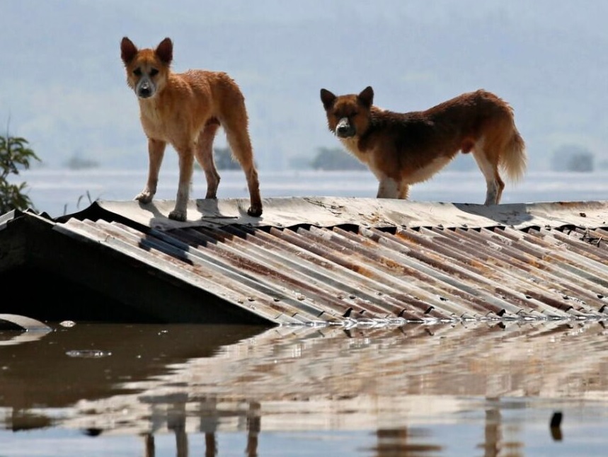 Preparan protocolo para rescatar mascotas ante eventual inundación