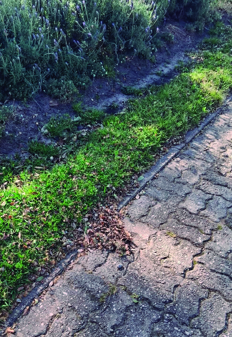 Latidos: Primavera sin flores, El riesgo de parar y más...