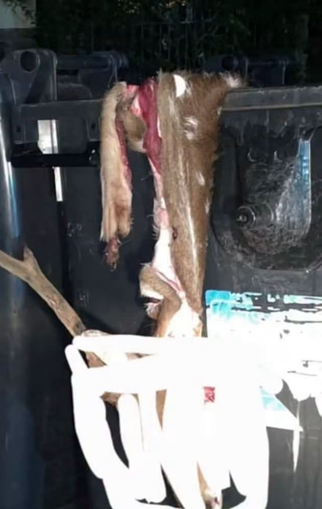 Latidos: Restos de Caza, Dueños de las paradas y más...