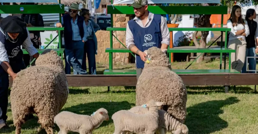 Con 193 animales pasando por pista, hoy jueves inicia una nueva edición de Expo Salto