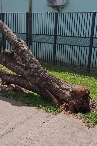 Latidos: Árbol caído, 5K contra la violencia y más...