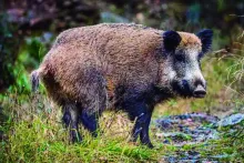 El jabalí es de libre caza por ser especie considerada plaga.