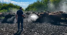 El sector ganadero del Litoral Norte enfrenta un escenario complejo marcado por el aumento del impacto de garrapata y una leve retracción en los recursos forrajeros