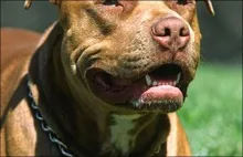 Muerte de mujer atacada por pitbull  reaviva debate sobre razas peligrosas