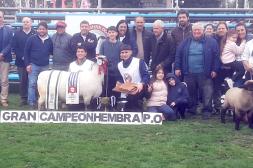 Hampshire Down presentó  121 años de historia con la muestra numerosa en el Prado