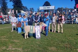 San Rafael ganó en el Poll Dorset