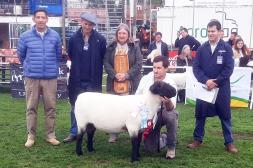 El Capricho presentó los grandes campeones PO y PI en Suffolk