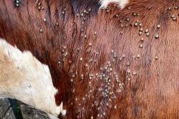 MGAP tipifica como falta grave la detección de residuos en carne bovina