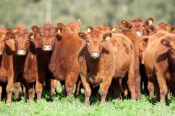 Ganado gordo ajusta a la baja y los ovinos siguen subiendo