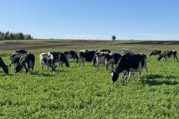 Estrés calórico: impacto invisible en la ganadería uruguaya