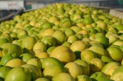 Suben los precios del limón y finaliza la zafra de ombligo