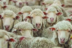 CICOMA celebrará una década de investigación en sistemas ovinos