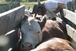 El mercado ganadero ajusta en vacunos  y consolida firmeza en ovinos