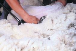 Mercado lanero australiano con  mejores indicadores que el año pasado