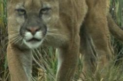 Látidos: Últmo registro, control vehicular y más...