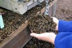 Alerta en el Sector Apícola: Más de 15.000 colmenas afectadas por mortandad masiva 