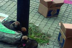 Látidos: Abandonados, Contratiempo, pastizal en desarrollo y más...