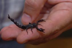 Tras la picadura de escorpión a un  niño emiten consejos ante accidentes