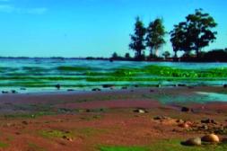 Latidos: Cianobacterias, taxis "truchos" y más...