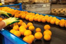 Trabajadores citrícolas no cobraron  seguro: se movilizarán frente al BPS