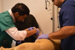 De cada 10 perros que se asisten  en el Policlínico Veterinario, dos  tienen leishmaniasis en etapa grave
