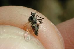 Alerta por mosca negra que  "muerde" y está en Uruguay