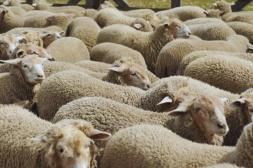 El precio de la lana alcanzó el mayor nivel desde junio de 2021