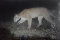 Piden a Ministerio de Ambiente protección para presuntos pumas que habitan en Salto ante riesgos de caza furtiva