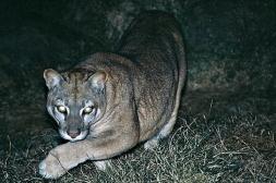 Avistamiento de un puma en Colonia  Charrúa confirma especie en la zona