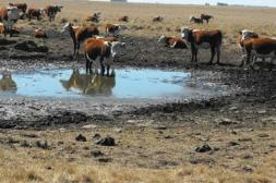 Respuesta oficial ante la sequía: MGAP despliega batería de medidas financieras y técnicas para mitigar el déficit hídrico