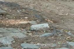 Látidos: Veredas complicadas, uso de chalecos y más...