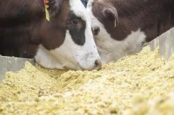 Se afirma el precio del ganado y suben los granos