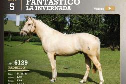 El Caballo Criollo en Uruguay: Una industria de US$ 3,7 millones que desafía al mercado