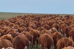 Nuevas subas para el ganado gordo y la reposición