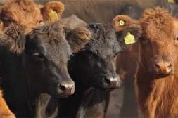 Novillo Mercosur : En la semana del Acuerdo los 4 miembros tuvieron subas en valor medio